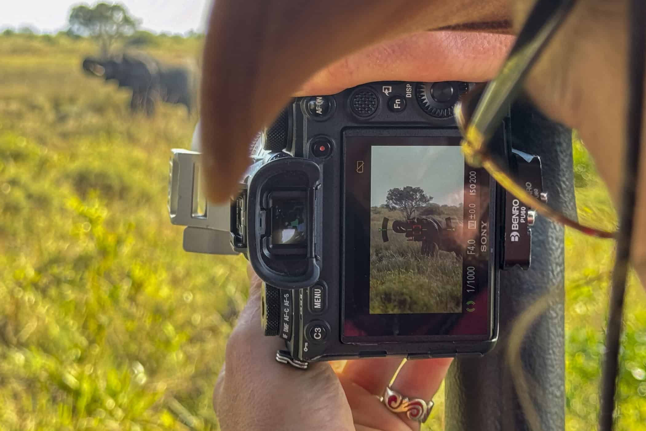 elephant through the viewfinder of a camera