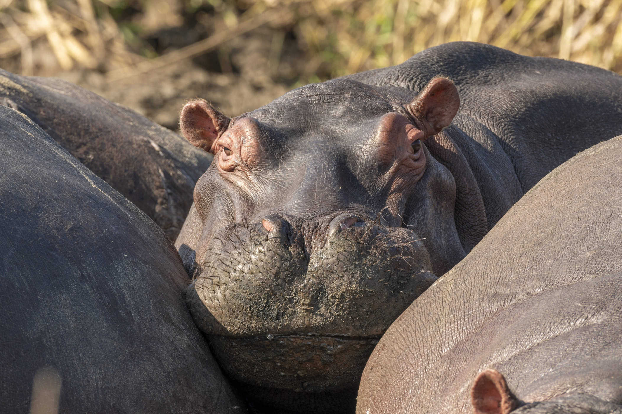 hippo between 2 other hippos