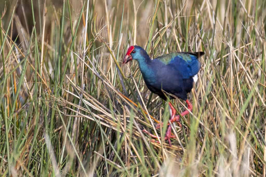 bird walking through high grass