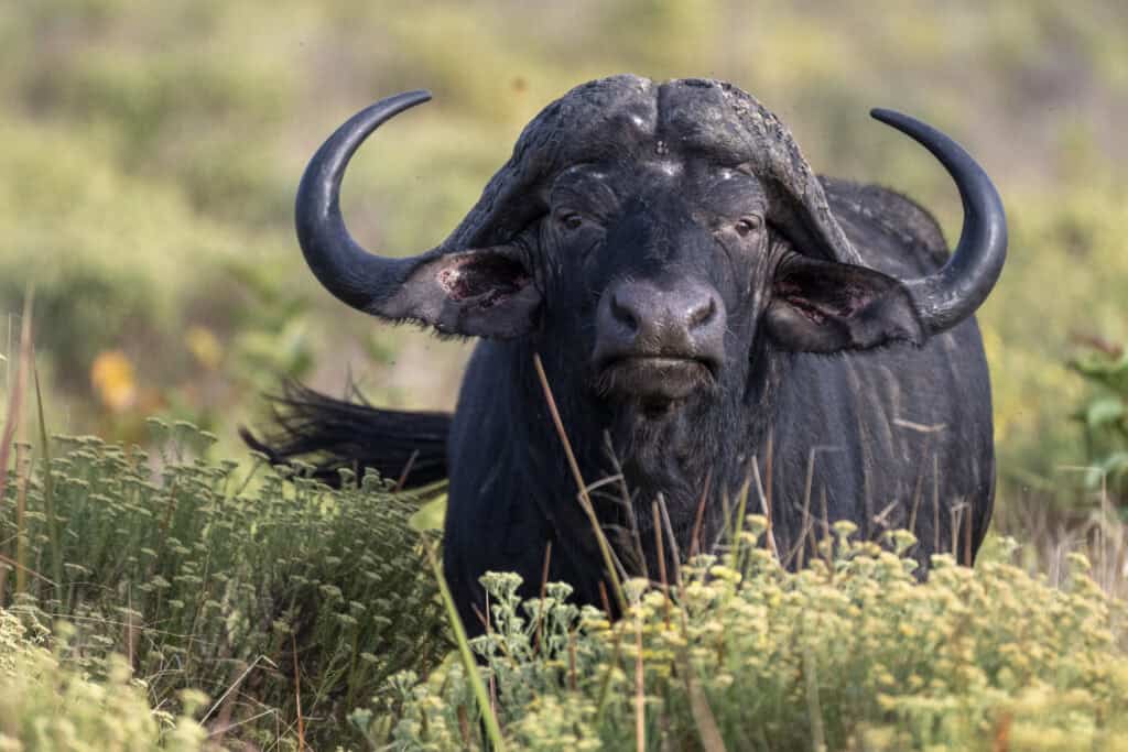 portrait of buffalo standing in thick bush