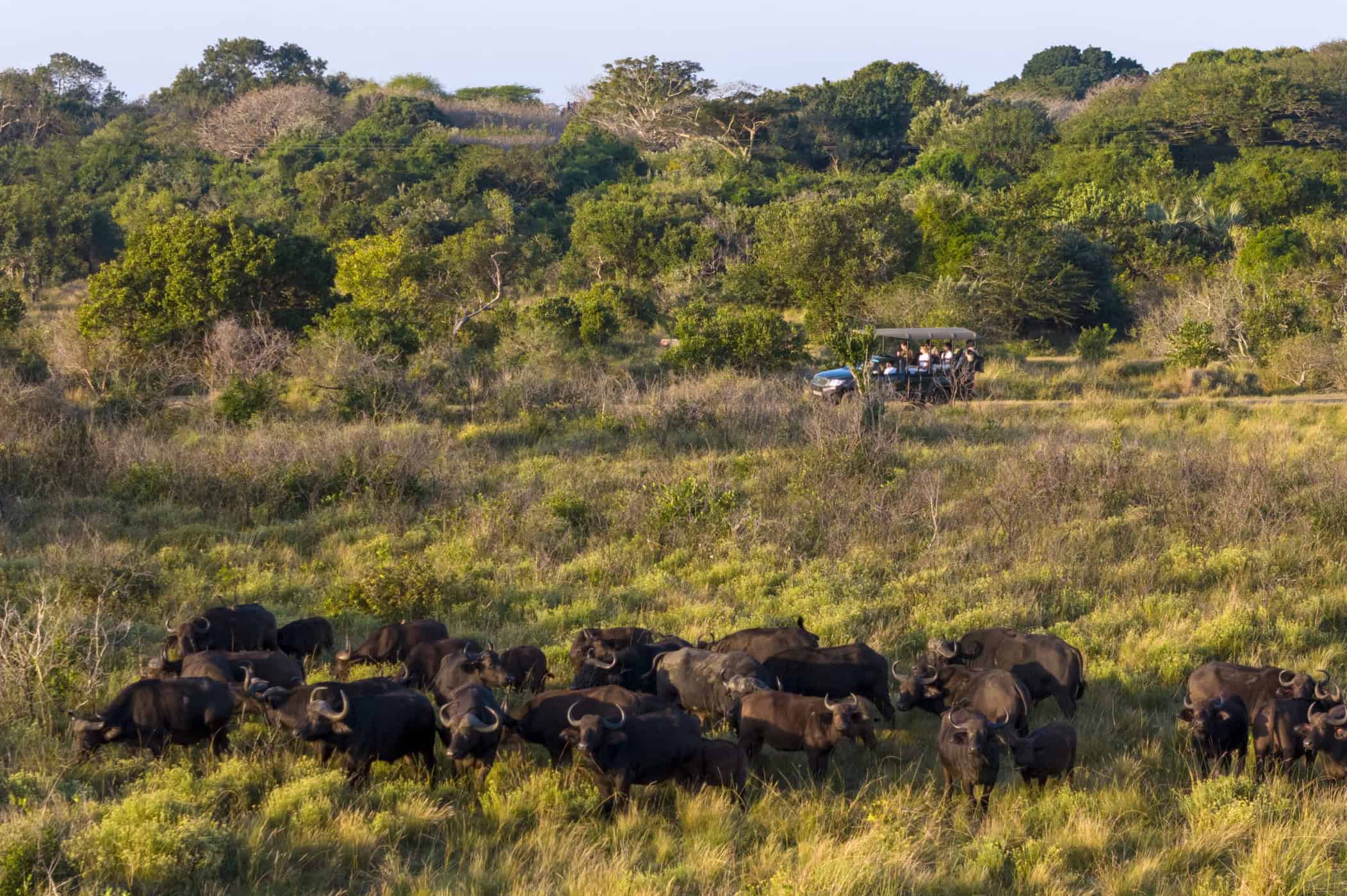 herd of buffalo in front of game vehicle