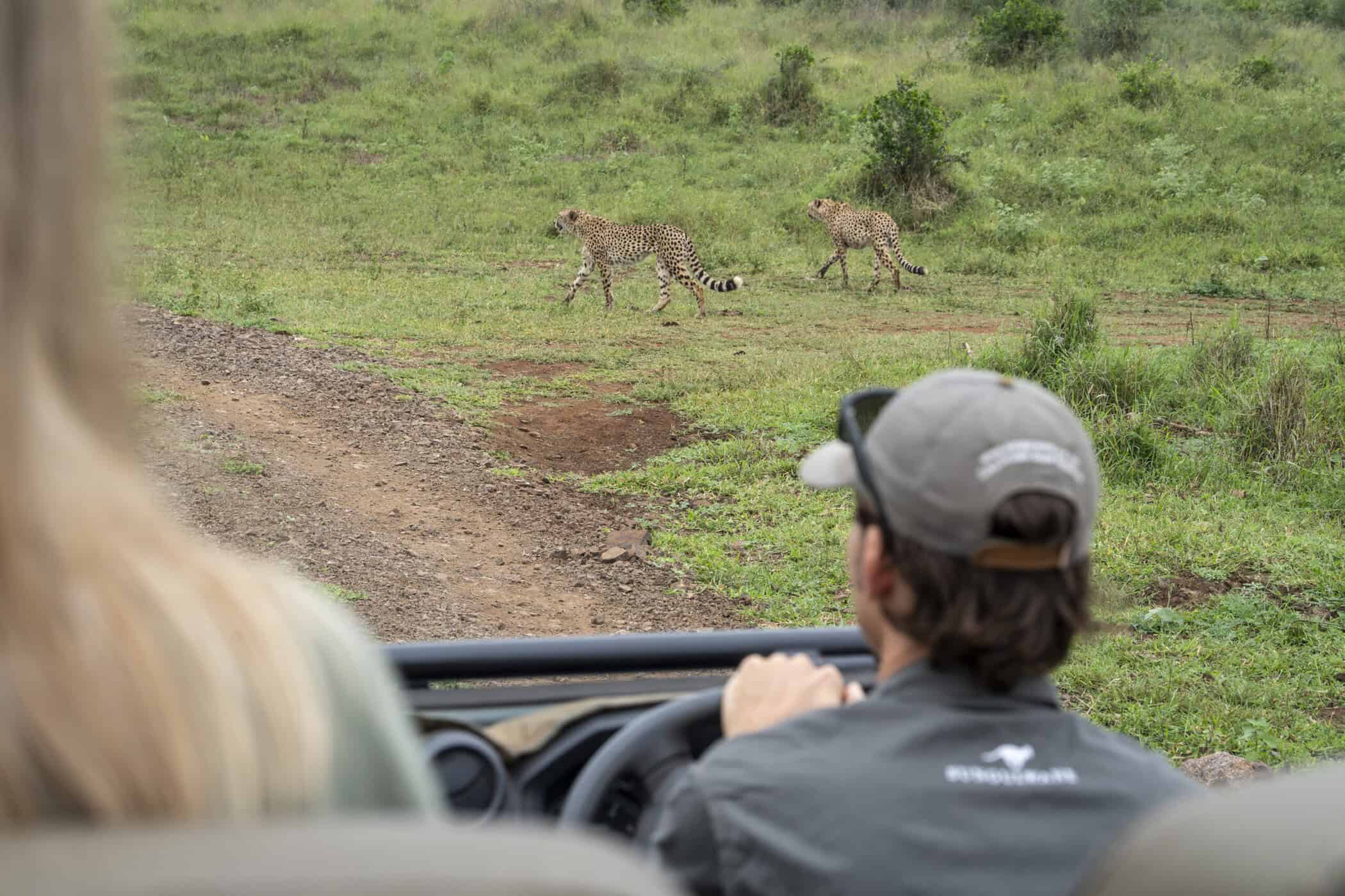 2 cheetah walking in front of game vehicle