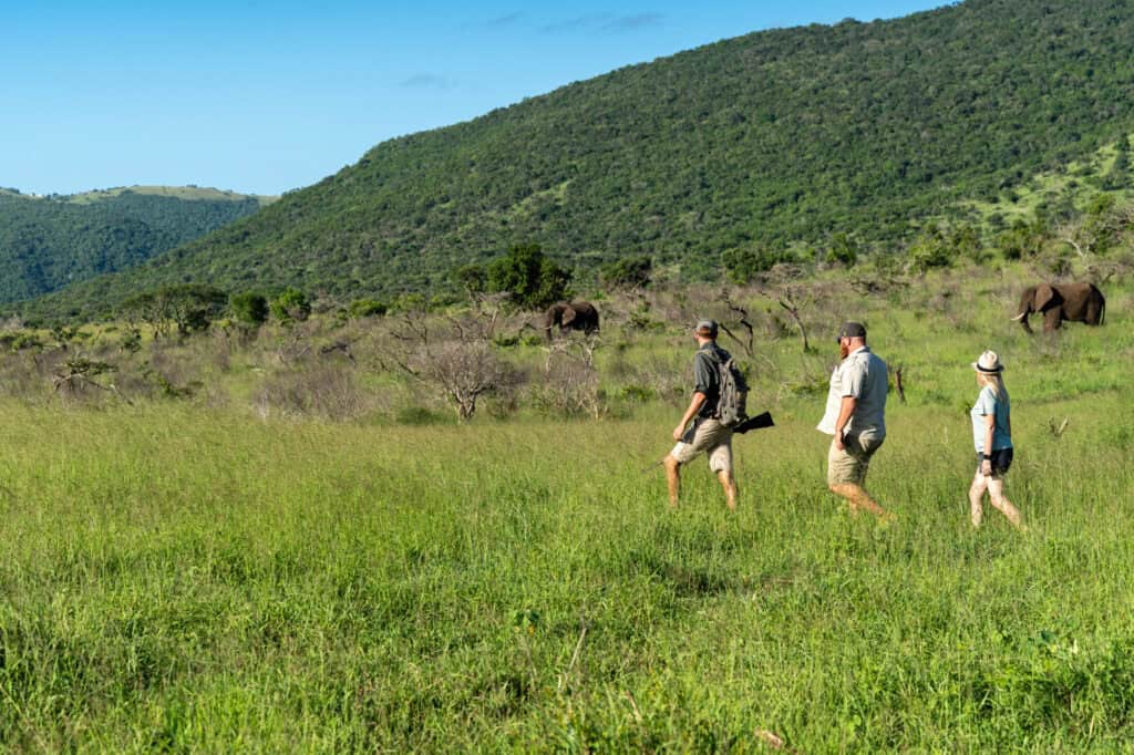 group walking through nature with elephants in backgroundb