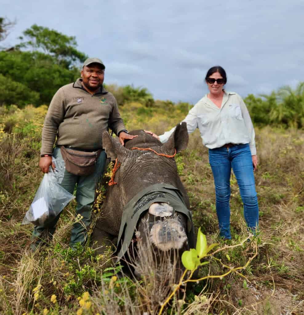 rhino with horn removed and doctor