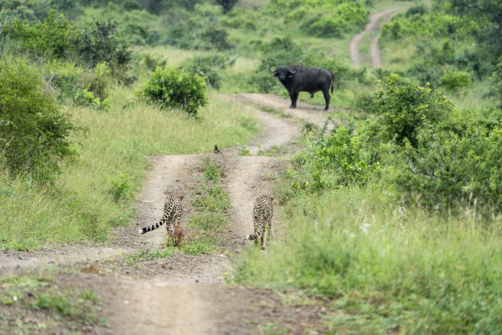 2 cheetah walking towards a buffalo