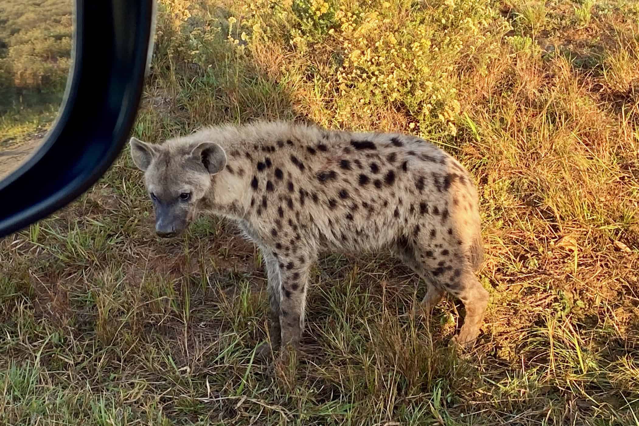 hyena next to game vehicle