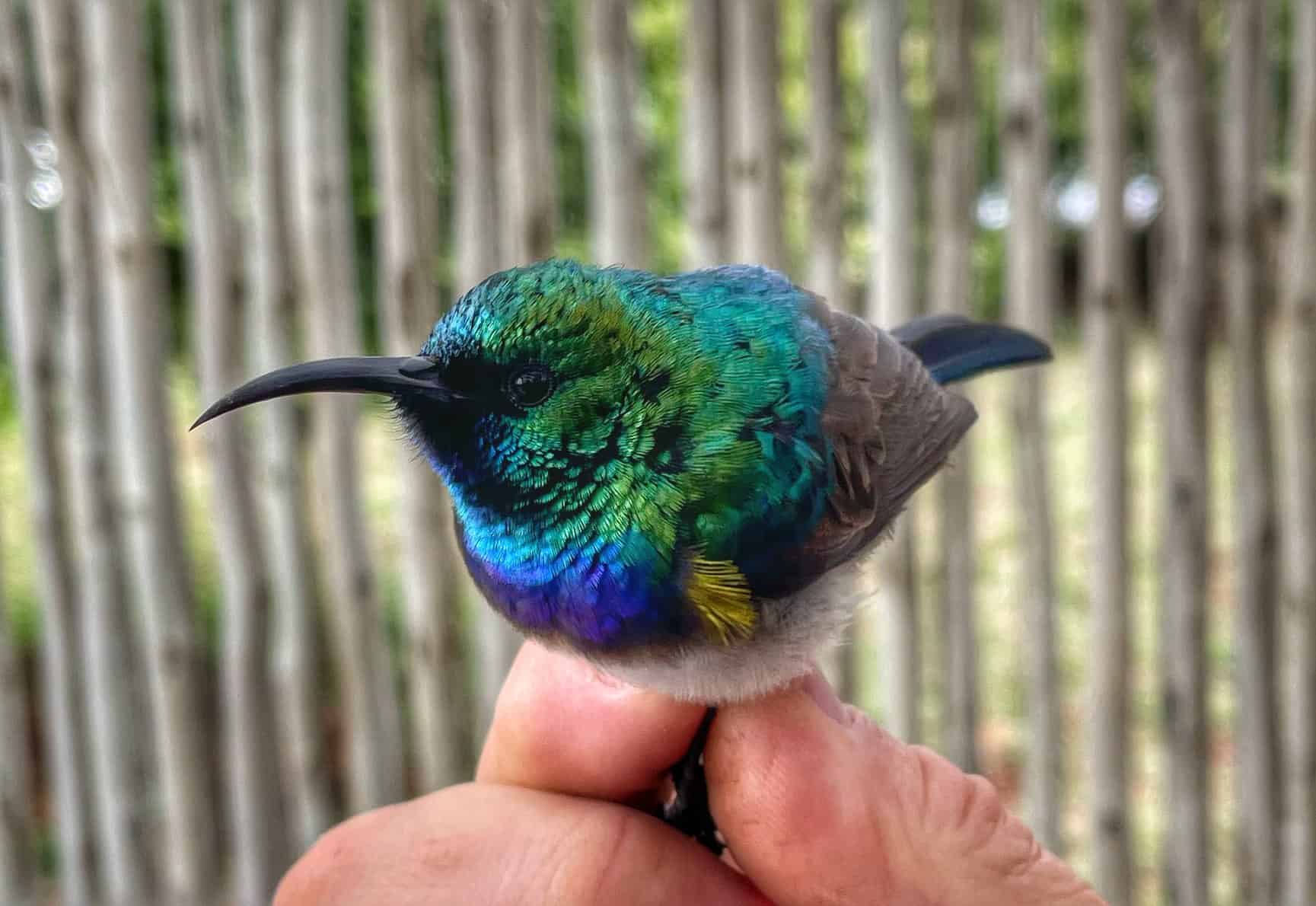 small bird being tagged