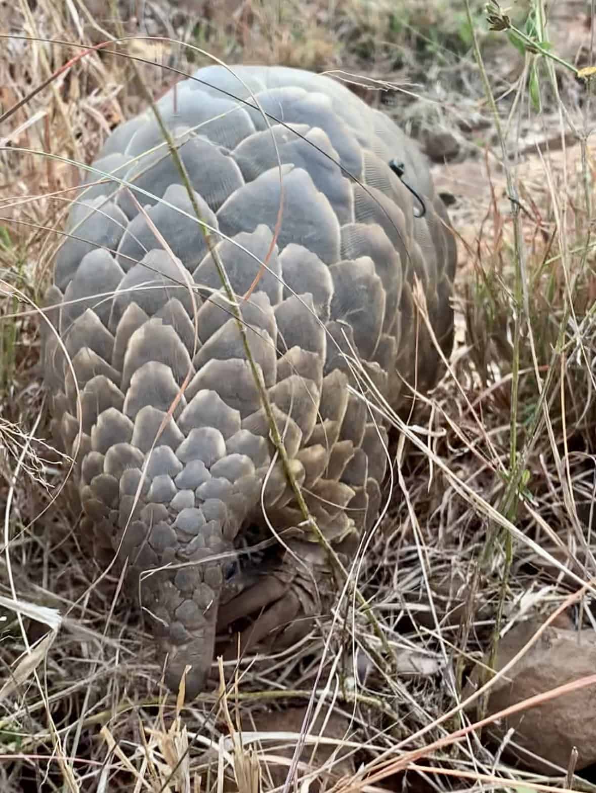 close up of pangolin