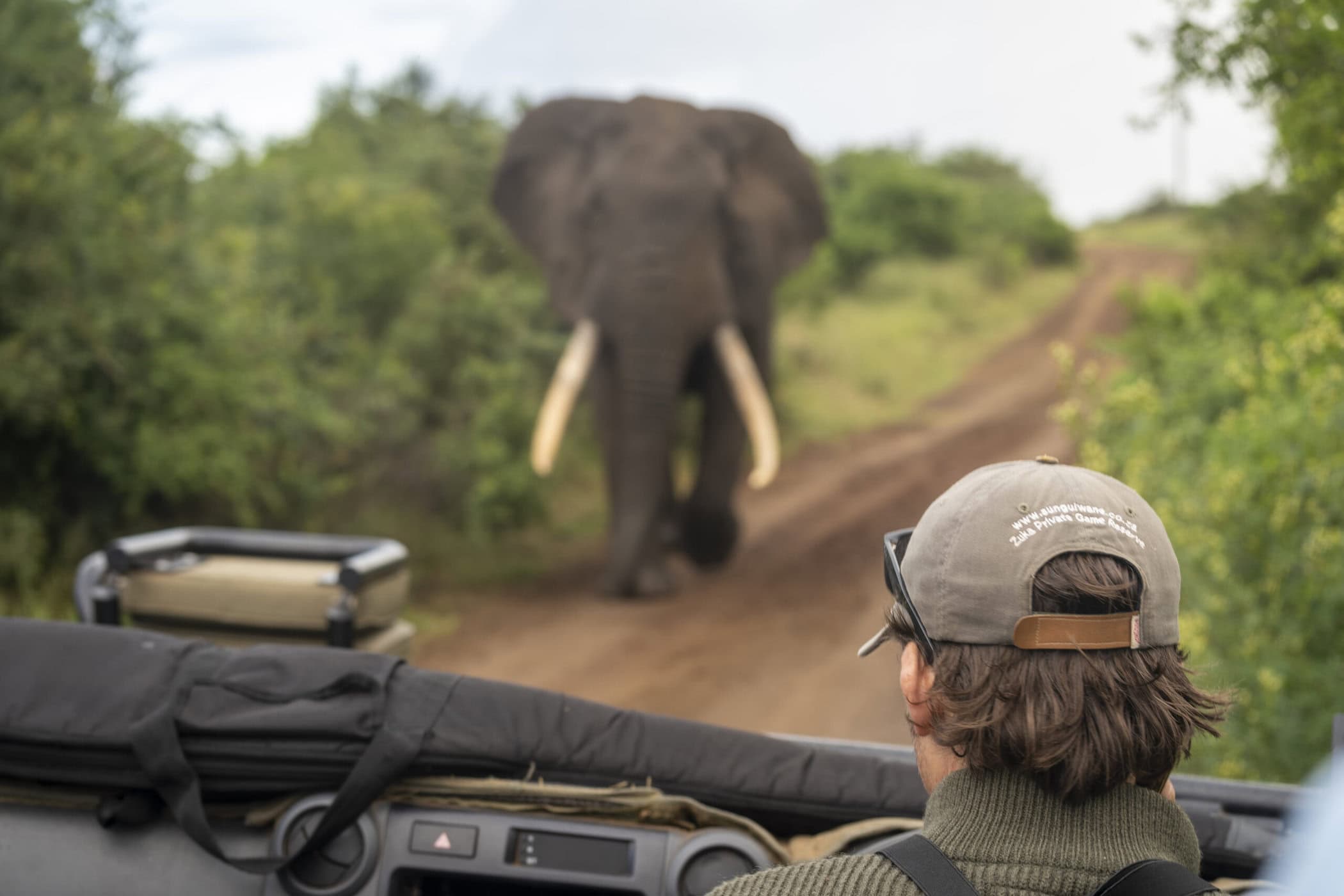 large bull elephant in front of guide