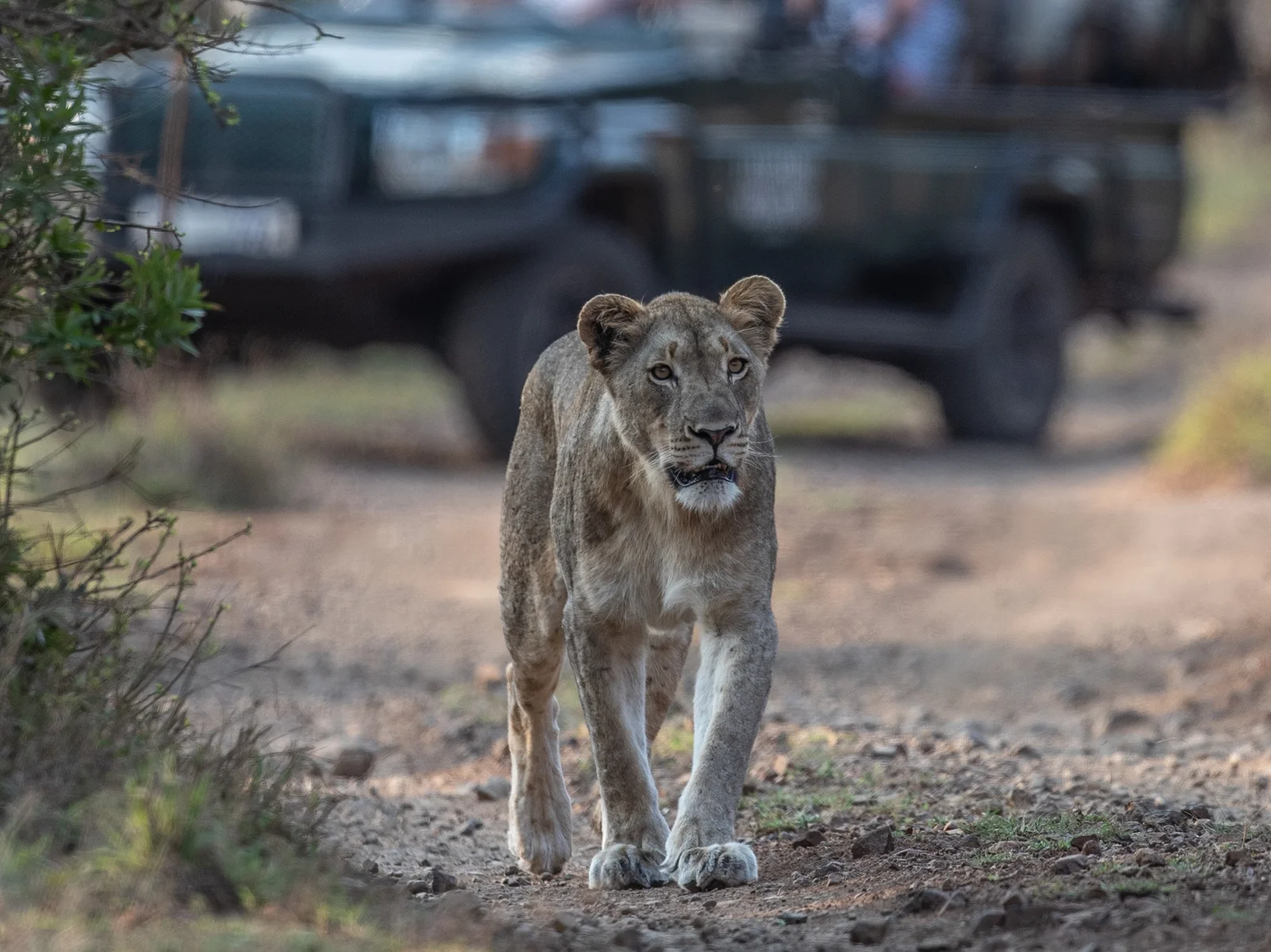 Lioness walking in front of vehicle