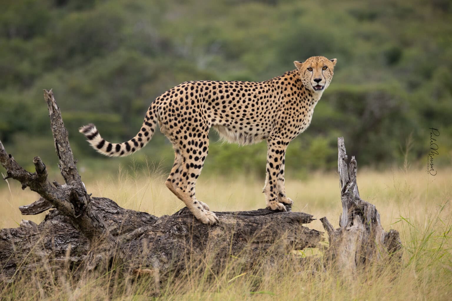 portrai of chetah standing on drift wood