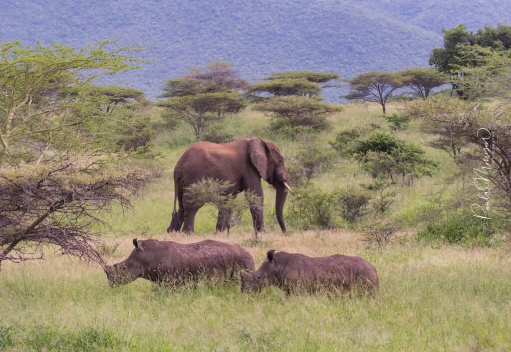 rhinos standing in front of elephant