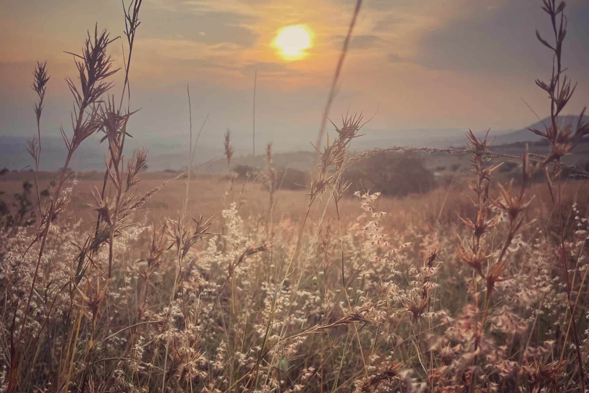 sunset through long grass