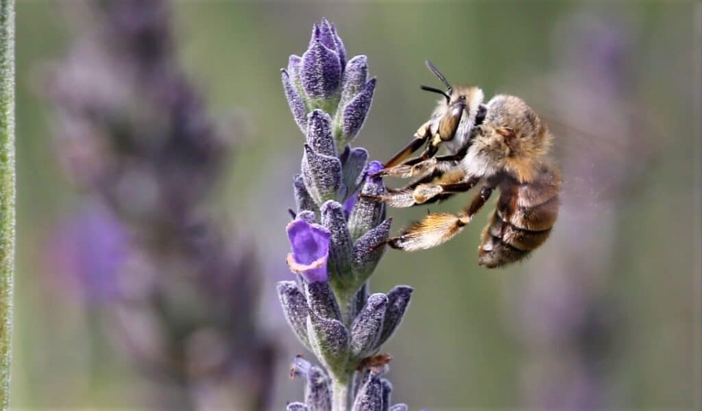 Bee on lavender