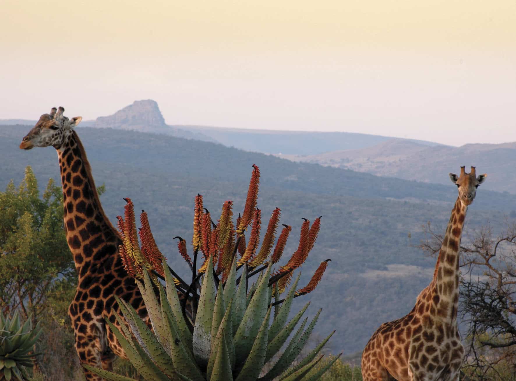 Giraffes with mountain in background