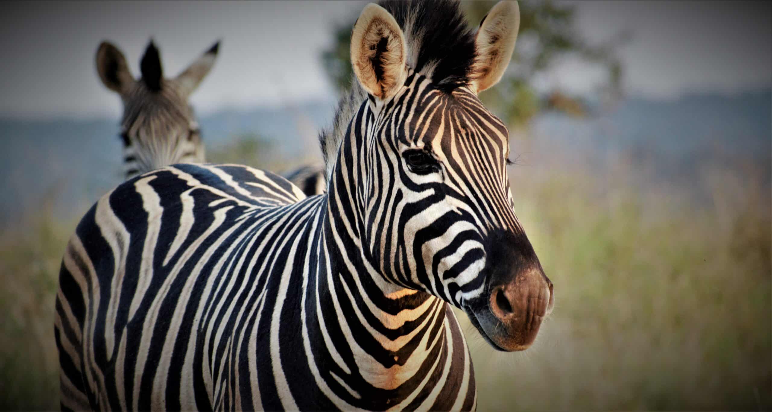 Zebra up close