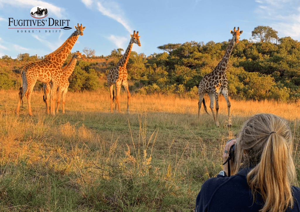 Photographer and Giraffes at Fugitives' Drift, Sunsent in the bush