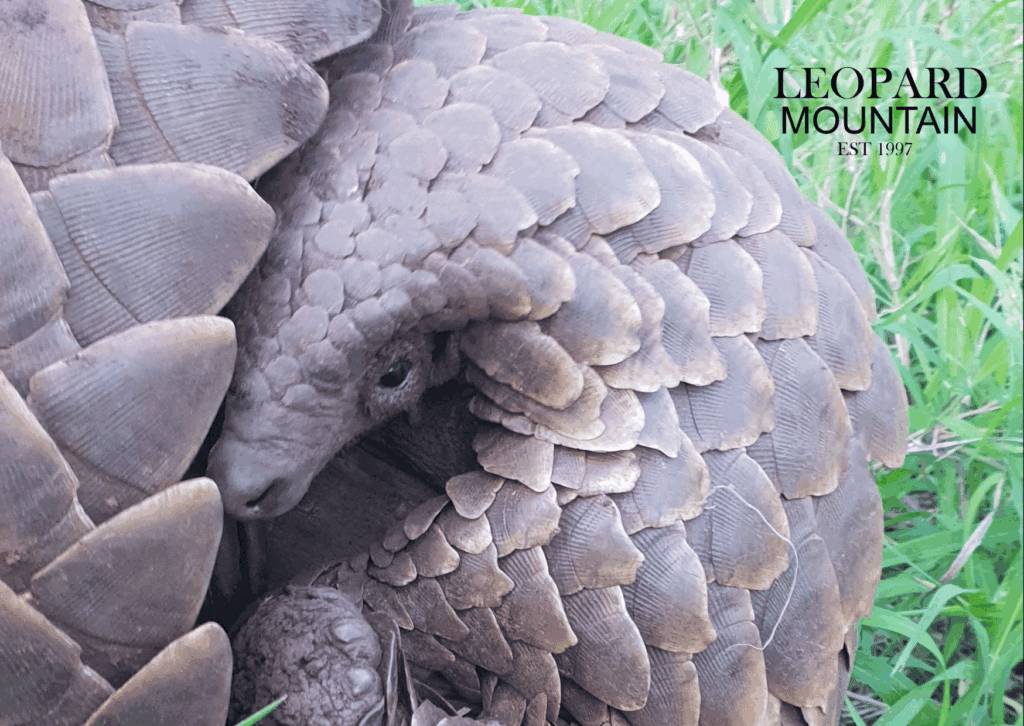 Curled Up Pangolin - Leopard Mountain