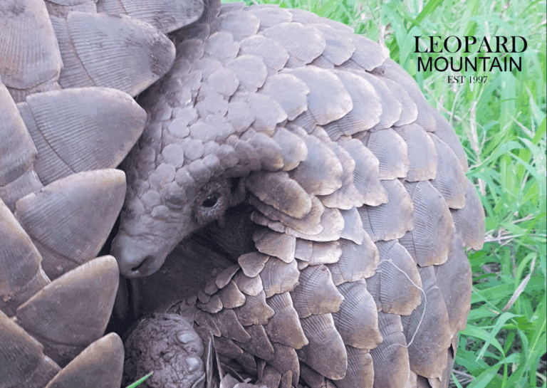 Curled Up Pangolin - Leopard Mountain