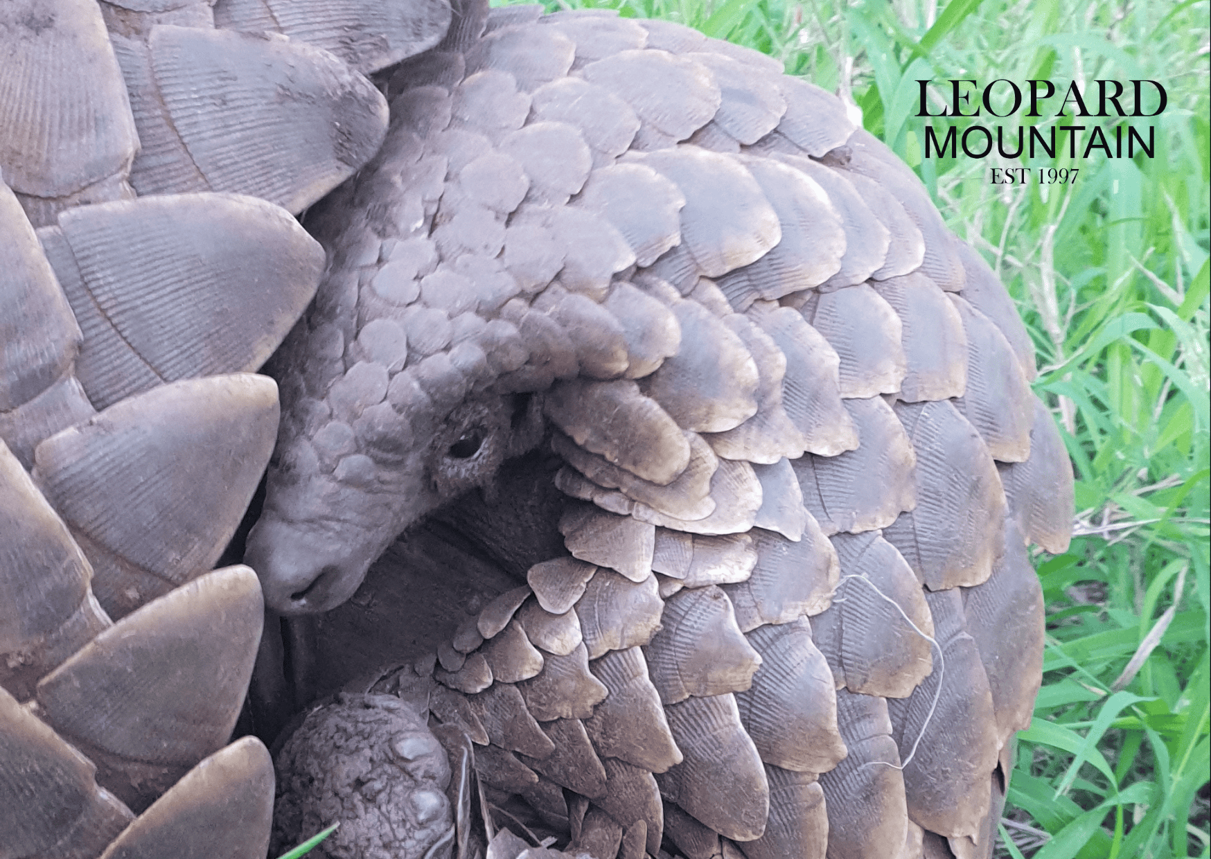 Curled Up Pangolin - Leopard Mountain