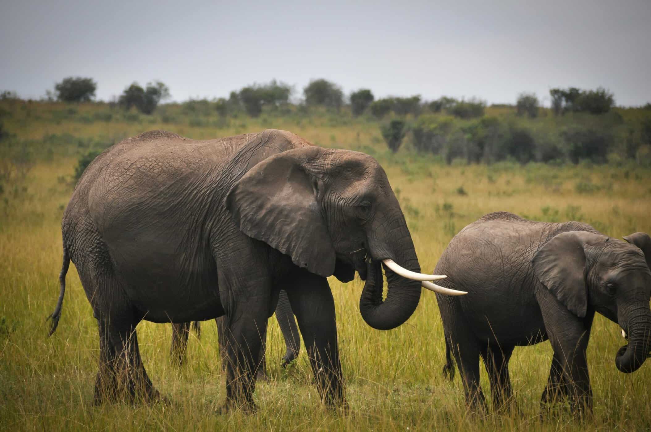 Two elephants walking through grassy savannah, one adult with tusks and a smaller younger elephant beside it