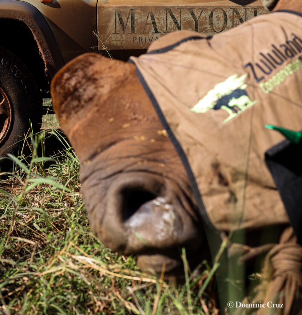 A rhino tracking and conservation operation in Manyoni Private Game Reserve, showcasing key wildlife protection initiatives near Leopard Mountain Safari Lodge.