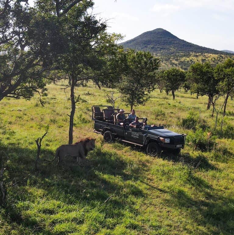 Guests on an open game viewer at Leopard Mountain Safari Lodge watching a male lion in the grass during the best time to visit south africa for a safari.