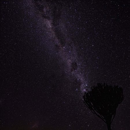 The Milky Way galaxy shining brightly over a silhouette tree at Leopard Mountain Safari Lodge during a clear night in South Africa.